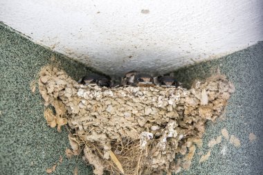 Yavrularla dolu yuva