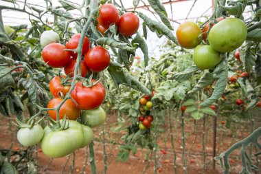 Seradaki kırmızı domatesler