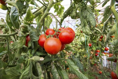 Seradaki kırmızı domatesler