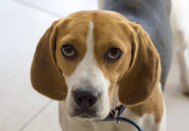 Evde beslenen hayvan hayvan; Sevimli, mutlu bir gülümseme arkadaş köpek