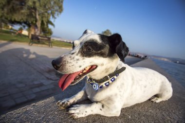 Evde beslenen hayvan hayvan; mutlu, gülümseme ve sevimli köpek