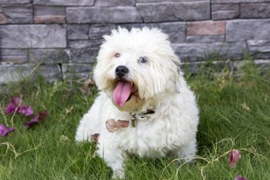 Evde beslenen hayvan hayvan; sevimli köpek bahçede