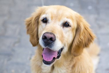 Evde beslenen hayvan hayvan; Sevimli, mutlu bir gülümseme arkadaş köpek