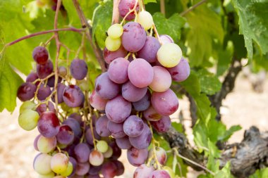 Üzüm bağ (Türkiye'de Izmir Buca üzüm üzüm bağları)