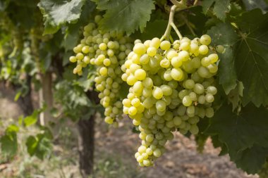 Üzüm üzüm Tarım (Türkiye'de Izmir üzüm alan)