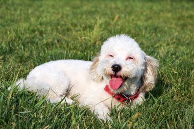 Evde beslenen hayvan hayvan; sevimli köpek bahçede