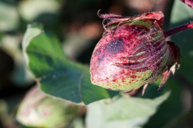 Pamuk alan Tarım (Türkiye'de Izmir Foça tarım)