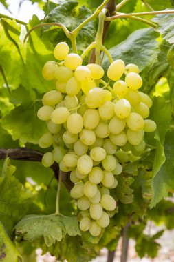 Üzüm bağ (Türkiye'de Izmir üzüm üzüm bağları tarım)