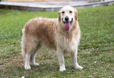 Evde beslenen hayvan hayvan; mutlu, gülümseme ve sevimli köpek