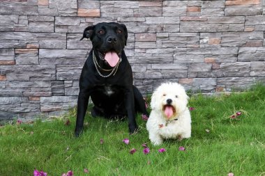 Evde beslenen hayvan hayvan; sevimli köpek bahçede