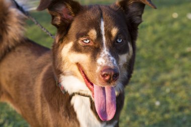 Evde beslenen hayvan hayvan; sevimli köpek bahçede
