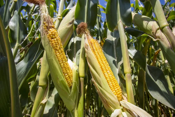 Kukorica Mező Mezőgazdaság Törökország Izmir Foca — Stock Fotó
