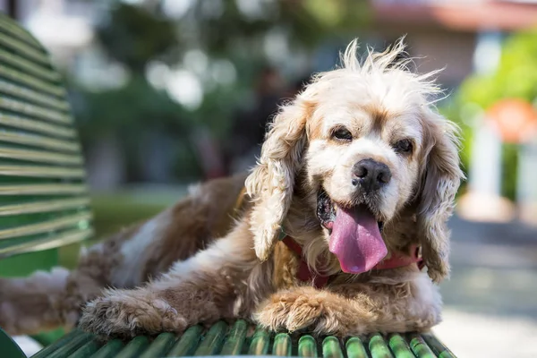 Gezelschapsdier Schattige Hond Tuin — Stockfoto