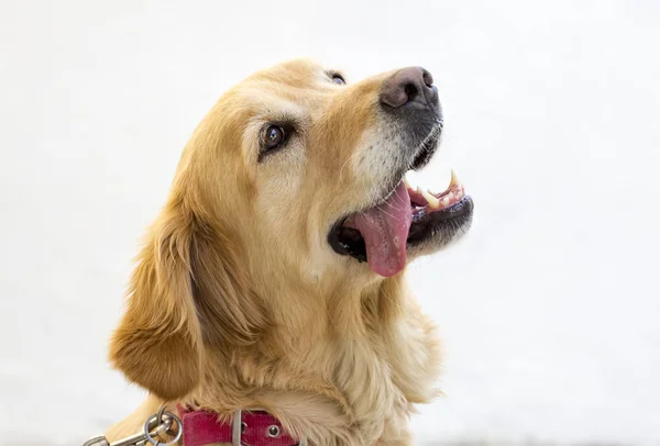 ペット動物 かわいい 笑顔の友人の犬 — ストック写真