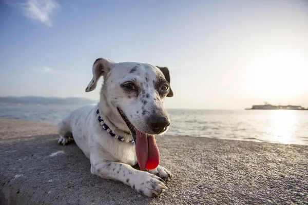 ペット動物 幸せな 笑顔とかわいい犬 — ストック写真