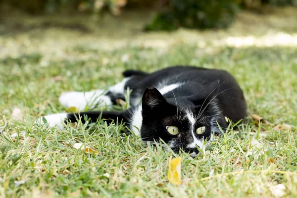 Sällskapsdjur Söt Katt — Stockfoto