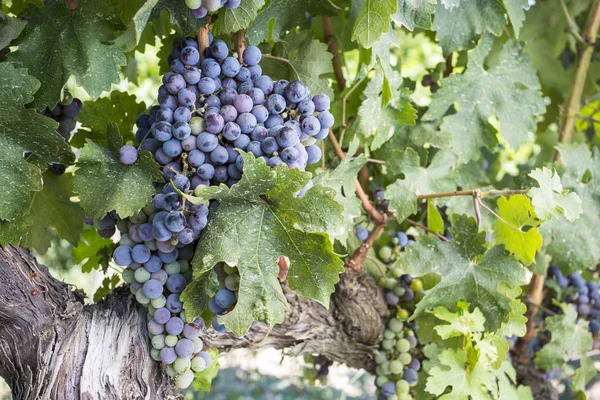 Vignoble Raisins Noirs Turquie Izmir Kavacik Vineyard — Photo