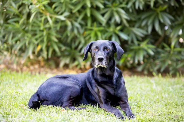 Sällskapsdjuret Söt Hund Trädgården — Stockfoto