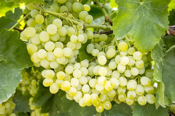 Druiven Wijngaard Turkije Izmir Druiven Wijngaarden Landbouw — Stockfoto