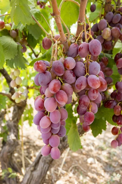 Vignoble Raisins Turquie Izmir Buca Vignobles Raisins — Photo