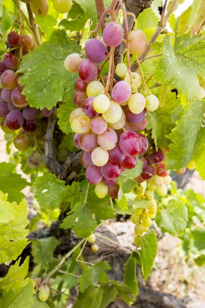 Viña Uvas Turquía Izmir Buca Viñedos Uvas —  Fotos de Stock