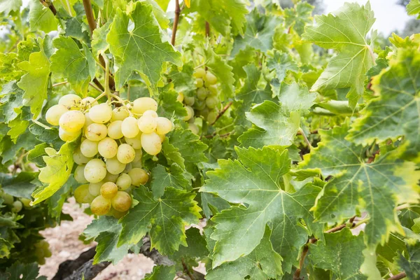 Druiven Wijngaard Turkije Izmir Buca Druiven Wijngaarden — Stockfoto