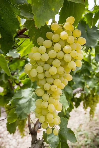 Viña Uvas Turquía Izmir Uvas Viñedos Agricultura —  Fotos de Stock