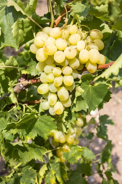 Druiven Wijngaard Turkije Izmir Buca Druiven Wijngaarden — Stockfoto