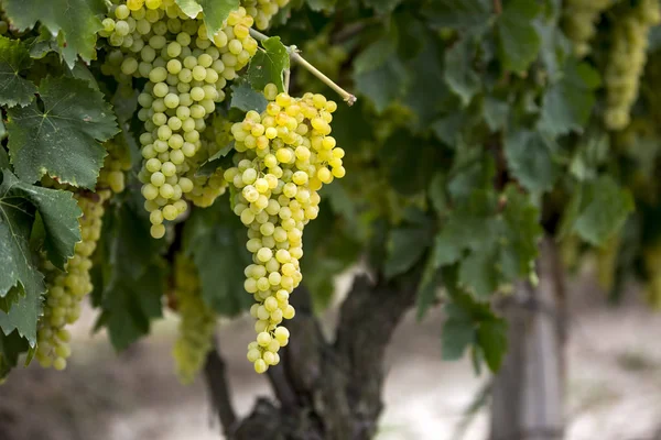 Druiven Wijngaard Turkije Izmir Druiven Wijngaarden Landbouw — Stockfoto
