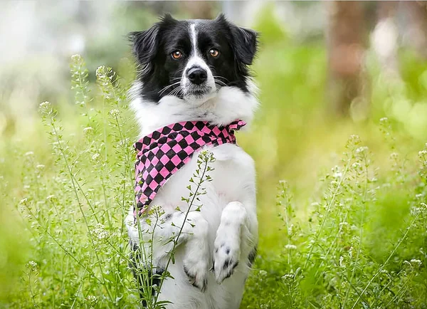 Evde Beslenen Hayvan Hayvan Sevimli Köpek Bahçede — Stok fotoğraf