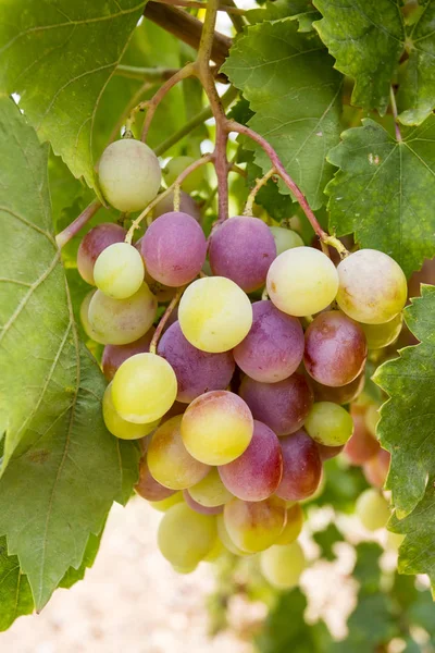 Viña Uvas Turquía Izmir Buca Viñedos Uvas — Foto de Stock