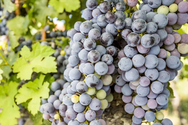 Viña Uvas Negras Turquía Izmir Kavacik Vineyard — Foto de Stock