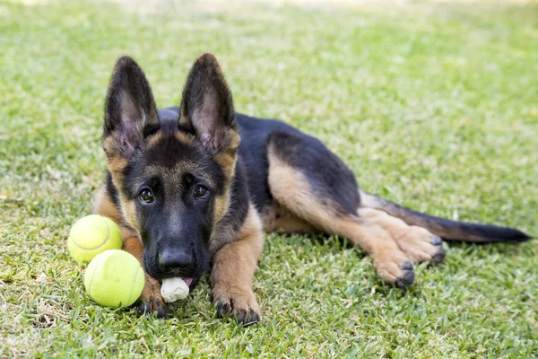 Haustier Süßer Hund Garten — Stockfoto