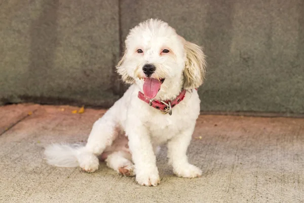 Pet animal; cute dog in the garden