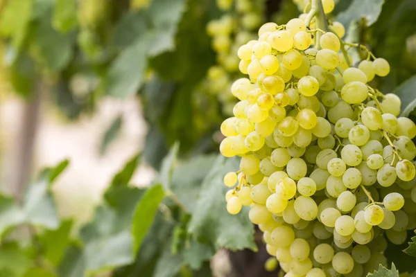 Uvas Campo Viña Agricultura Turquía Esmirna Uvas —  Fotos de Stock