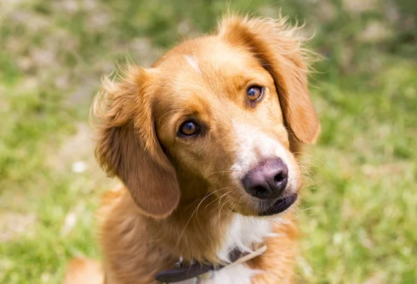 Animal Estimação Cão Bonito Jardim — Fotografia de Stock