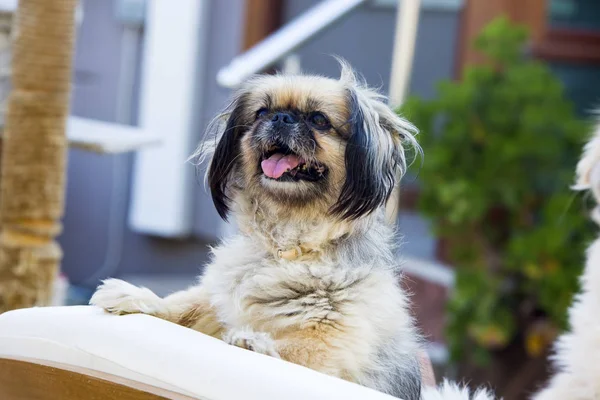 Pet Animal Cute Dog Garden — Stock Photo, Image