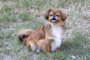 Evde beslenen hayvan hayvan; sevimli köpek bahçede