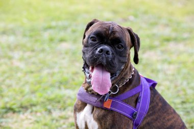 Evde beslenen hayvan hayvan; mutlu, gülümseme ve sevimli köpek