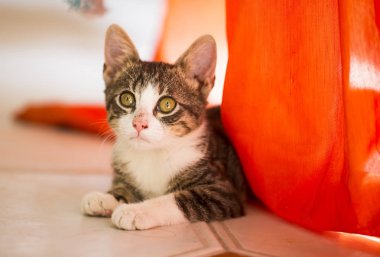 Evcil hayvan; sevimli kedi.