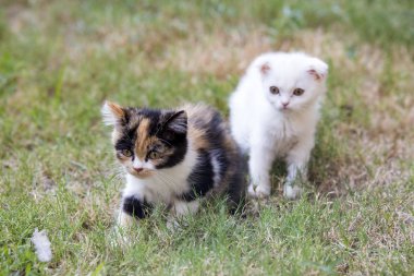 Evcil hayvan; sevimli kedi.