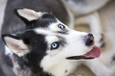 Evde beslenen hayvan hayvan; sevimli köpek bahçede
