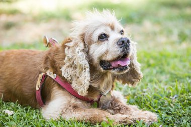 Evde beslenen hayvan hayvan; sevimli köpek bahçede