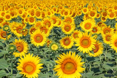 Ayçiçeği alan Tarım (Türkiye'de Izmir Foça)