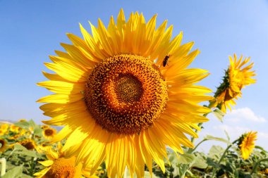 Ayçiçeği alan Tarım (Türkiye'de Izmir Foça)