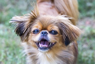 Evde beslenen hayvan hayvan; sevimli köpek bahçede