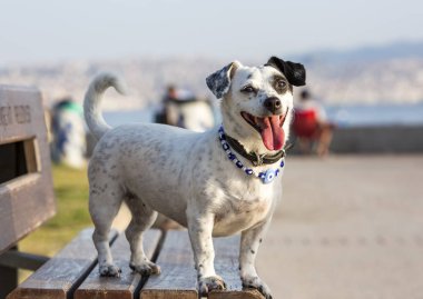 Evde beslenen hayvan hayvan; mutlu, gülümseme ve sevimli köpek
