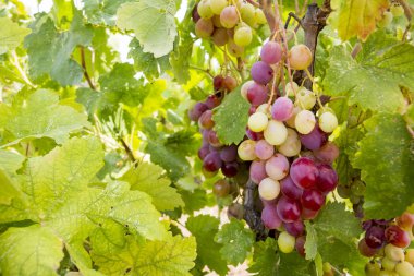 Üzüm bağ (Türkiye'de Izmir Buca üzüm üzüm bağları)