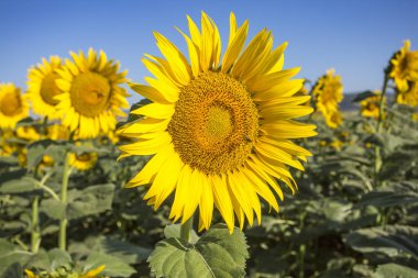 Tarlada büyüyen ayçiçekleri, yakın görüş