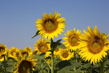 Ayçiçeği alan Tarım (Türkiye'de Izmir Foça)